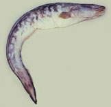 Image of Genypterus blacodes (Pink cusk-eel)
