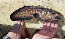 Image of Genypterus maculatus (Black cusk-eel)
