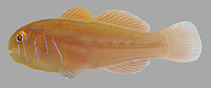 Image of Gobiodon bilineatus (Two-lined coralgoby)