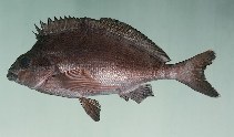 Image of Morwong fuscus (Red morwong)