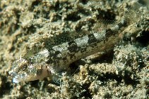 Image of Forsterygion capito (Spotted robust triplefin)