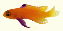 Image of Gramma dejongi (Golden fairy basslet)