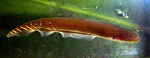 Image of Gymnotus coropinae 