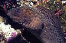 Image of Gymnothorax javanicus (Giant moray)