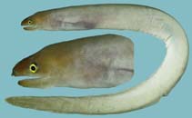 Image of Gymnothorax kontodontos (Short-tooth moray)