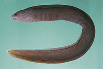 Image of Gymnothorax pseudoherrei (False brown moray)