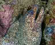 Image of Gymnothorax pseudothyrsoideus (Highfin moray)