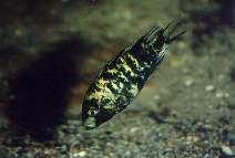 Image of Haplochromis barbarae 
