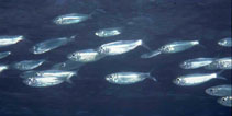Image of Harengula humeralis (Redear herring)