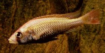 Image of Haplochromis pyrrhocephalus 