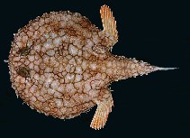 Image of Halieutaea retifera 