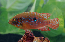 Image of Rubricatochromis bimaculatus (Jewelfish)