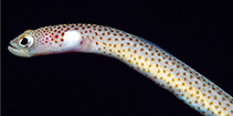 Image of Heteroconger fugax (Shy garden eel)