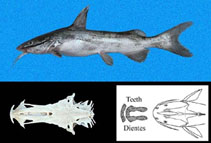 Image of Notarius kessleri (Sculptured sea catfish)