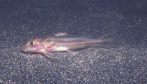 Image of Hemidoras stenopeltis 