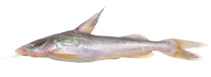 Image of Hemiarius stormii (Armoured sea catfish)