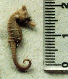 Image of Hippocampus lichtensteinii (Lichtenstein\