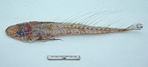 Image of Hoplichthys filamentosus (Longray ghost flathead)