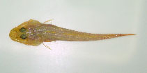 Image of Hoplichthys gilberti 