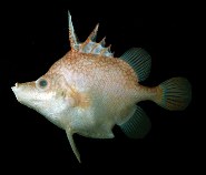 Image of Hollardia goslinei (Hawaiian spikefish)