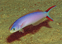 Image of Hoplolatilus purpureus (Purple sand tilefish)