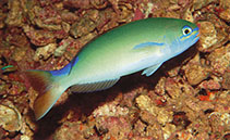Image of Hoplolatilus randalli (Randall’s tilefish)