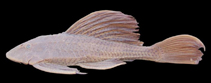 Image of Hypostomus commersoni 