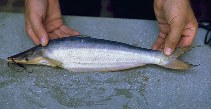 Image of Hypophthalmus edentatus (Highwaterman catfish)
