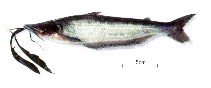 Image of Hypophthalmus fimbriatus 