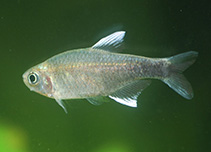 Image of Hyphessobrycon negodagua 