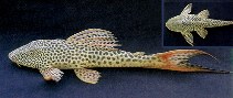 Image of Hypostomus watwata (Armored catfish)