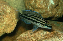 Image of Julidochromis dickfeldi 