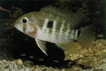 Image of Krobia guianensis (Krobia)