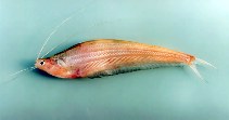 Image of Kryptopterus limpok (Long-barbel sheatfish)