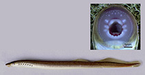 Image of Lampetra auremensis 