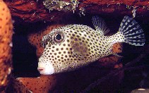 Image of Lactophrys bicaudalis (Spotted trunkfish)