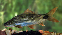 Image of Labeo fisheri (Green labeo)