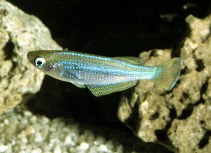 Image of Lamprichthys tanganicanus (Tanganyika killifish)