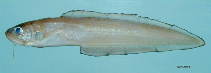 Image of Lepophidium brevibarbe (Shortbeard cusk-eel)