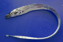 Image of Lepidopus caudatus (Silver scabbardfish)