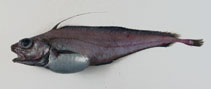 Image of Lepidion eques (North Atlantic codling)