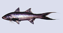 Image of Leptomelanosoma indicum (Indian threadfin)