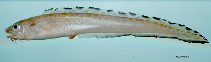 Image of Lepophidium jeannae (Mottled cusk-eel)