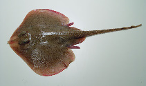 Image of Leucoraja lentiginosa (Freckled skate)