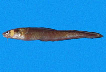 Image of Lepophidium microlepis (Silver cusk eel)