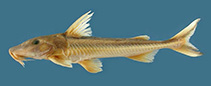 Image of Leptodoras nelsoni 