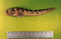 Image of Lepophidium pardale (Leopard cusk eel)