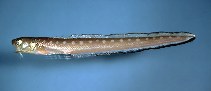 Image of Lepophidium profundorum (Blackrim cusk-eel)