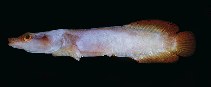 Image of Lepadichthys frenatus 