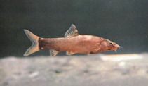 Image of Leptobotia taeniops 